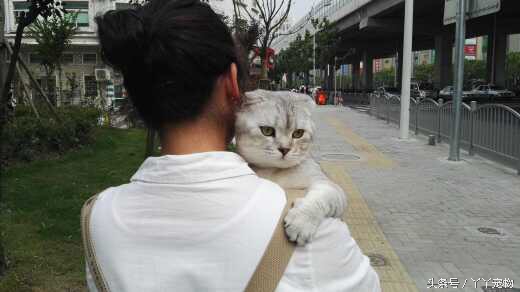 宠物狗布病怎么治疗,宠物常见疾病治疗及症状每日分享