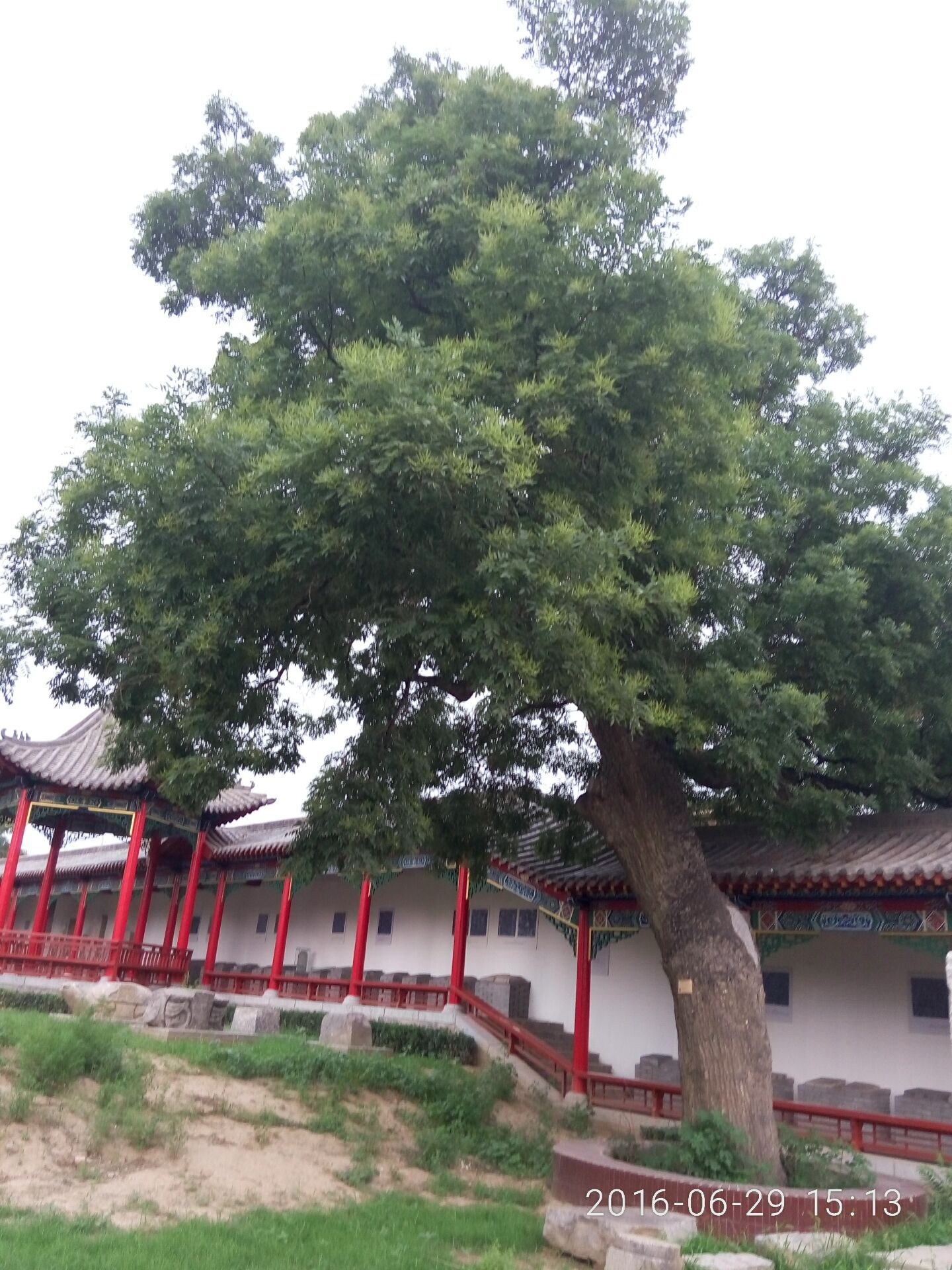 河南千年以上的古树在哪里,安阳十大奇特古树