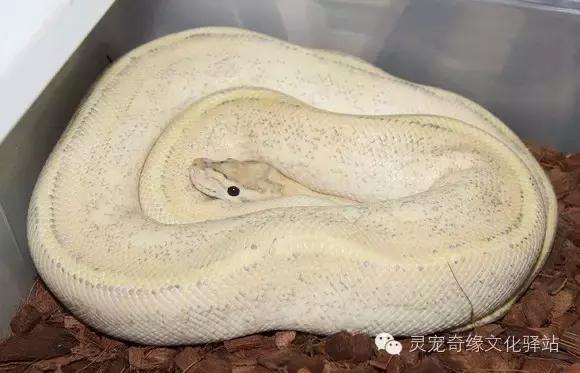 球蟒基因组合大全,球蟒基因品系图鉴下载