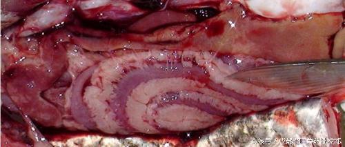 草鱼病毒性出血病死亡数量的变化,草鱼病毒性出血病用什么药好