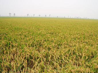 最佳养生酒,适合微醺的养生酒