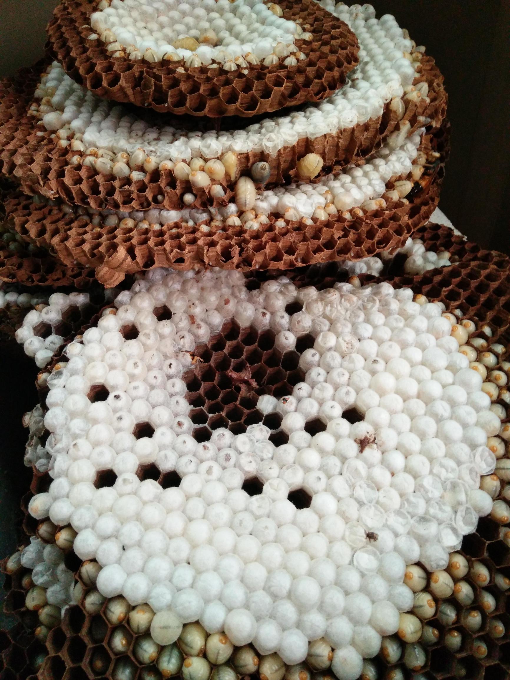 一侗给您介绍一位年轻的侗族捕猎能手——阿现大师