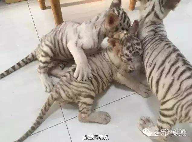 坑爹的熊小孩,坑爹熊娃