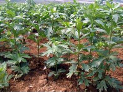 中药附子使用歌诀,每日一味中药附子