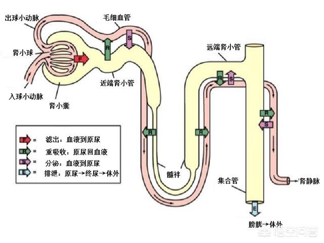 滴滴专车乘客饮用水变成尿,滴滴喝到人尿有什么影响