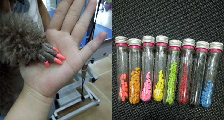 成都到底有好时尚？看下这些宠物你就晓得了