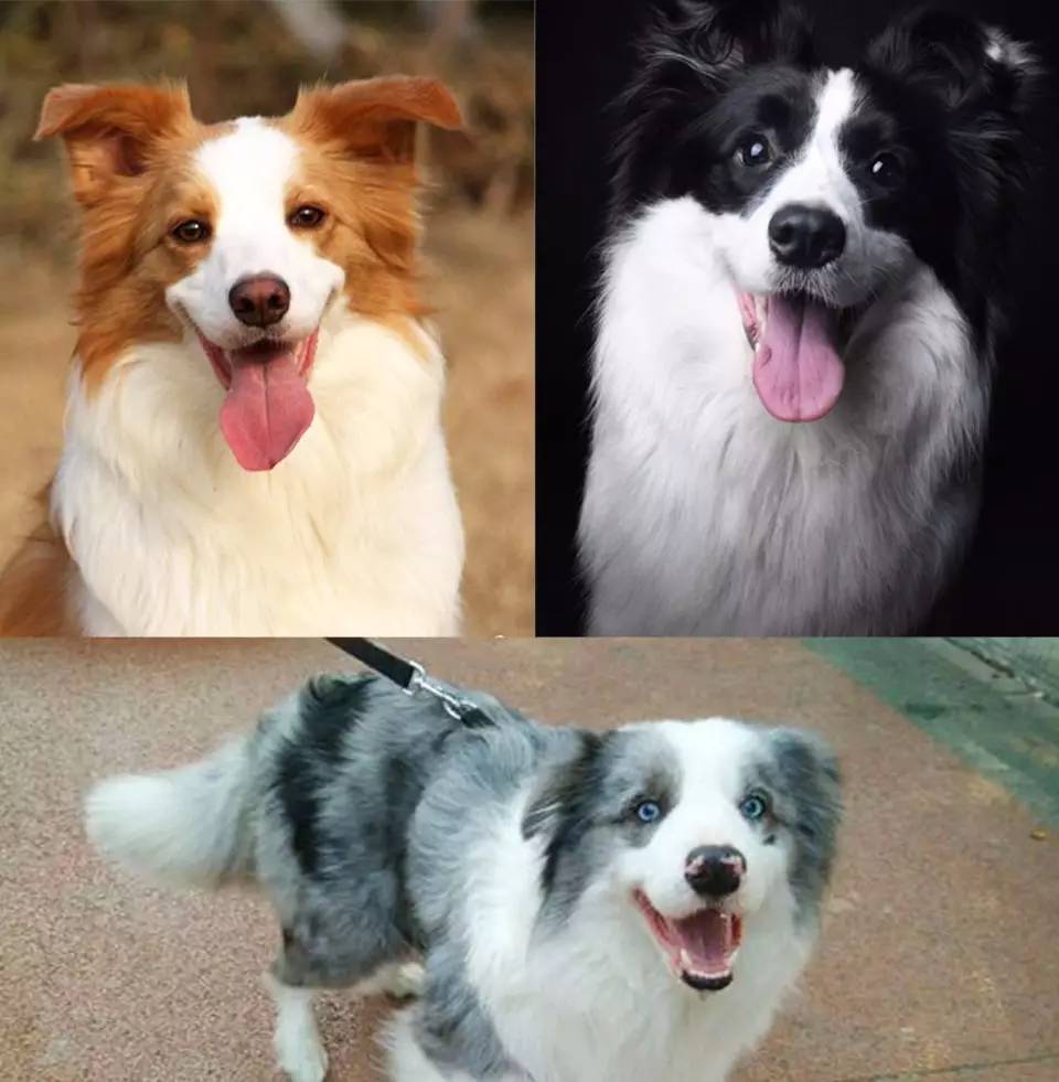 一梦谈狗l边牧的脸怎样比较美？