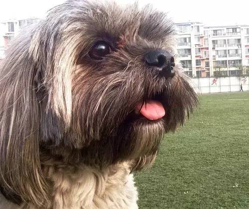 狗狗对着门外大叫是怎么了,狗为什么老是敲自己家的门