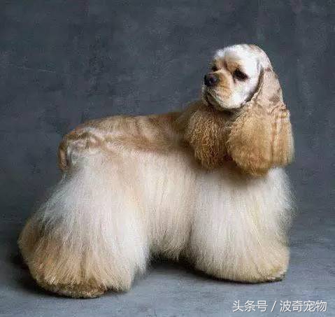 狗狗品种大全图片及简介,狗狗的所有类型品种大全介绍