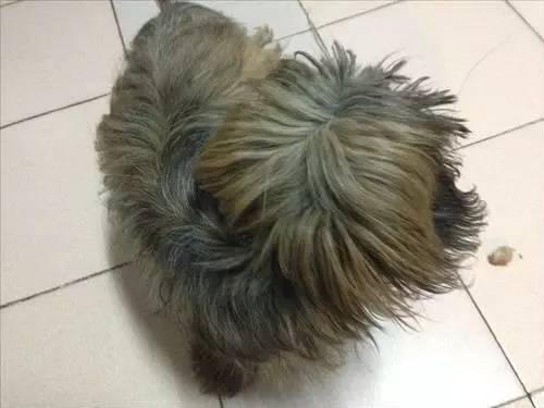 狗狗对着门外大叫是怎么了,狗为什么老是敲自己家的门