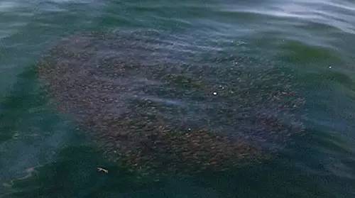 外伶仃岛岸边钓点,外伶仃岛钓鱿鱼钓点