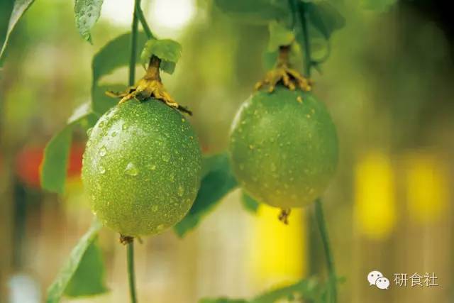 健康养生鲜酿酵素,一杯鲜酿酵素的快乐