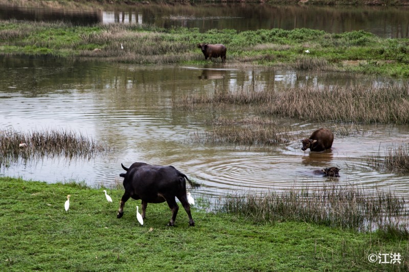大美金寨：这里是人间天堂，这里是中国长寿之乡