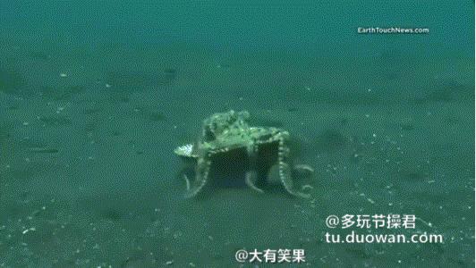 再往里挤一挤,还有位置呢!这蚌精长了八只脚好神奇的样子!