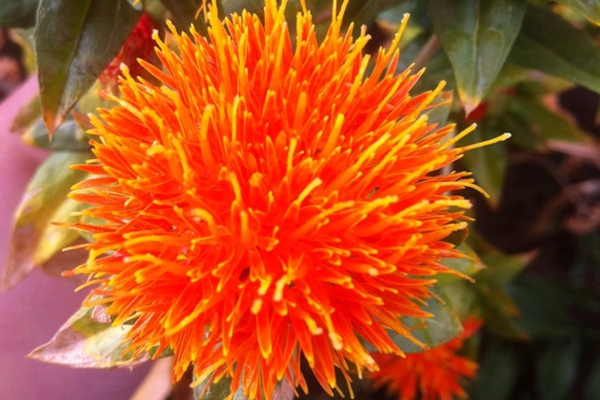 红花对妇科炎症有效果吗,妇科一点红草药