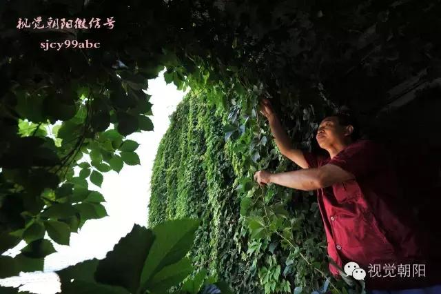 爬山虎翡翠图片大全,翡翠屏障