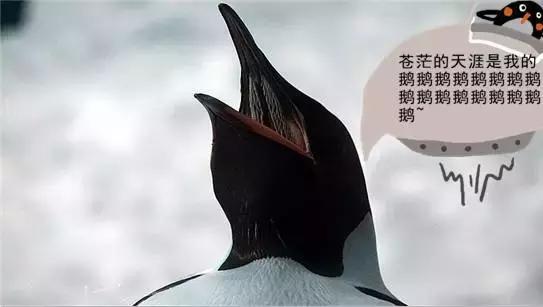 你以为他们在喂企鹅，其实他们在练腹肌