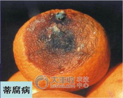 柑橘储藏的最佳方法,柑橘贮藏保鲜的八种方法果农必看