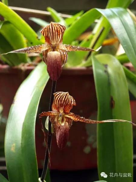 地球上那些奇异的花儿，特别的花送给特别的你