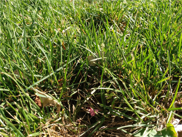 颠覆传统模块化大作:MotoZ上手评测