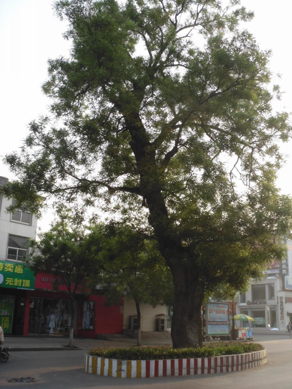 河南千年以上的古树在哪里,安阳十大奇特古树