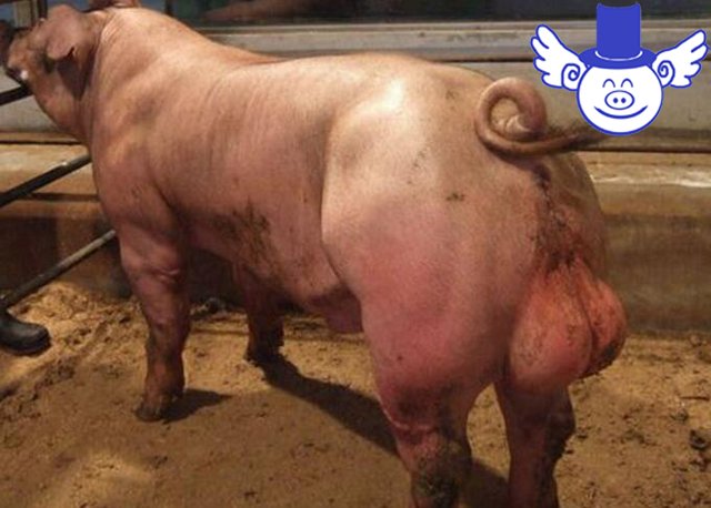 母猪找什么公猪好,几头母猪需要一头公猪