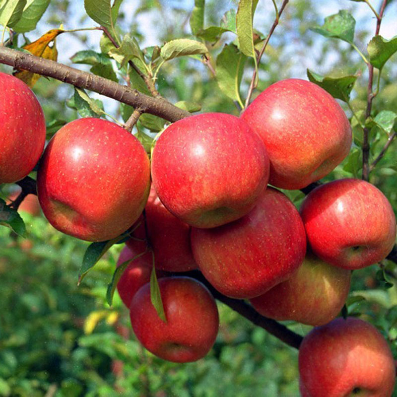 一村一品排名,一村一品产品大全