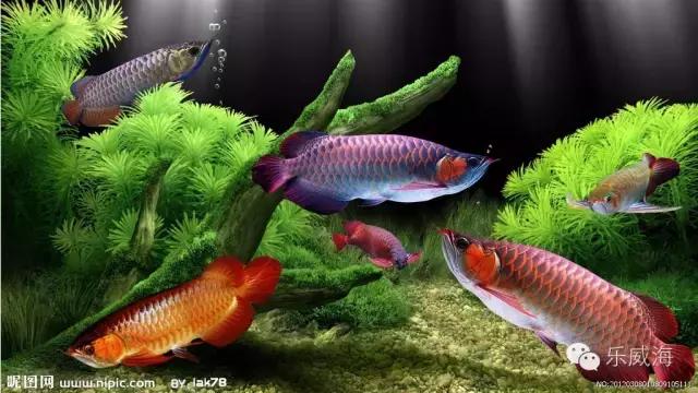 威海最全的宠物店汇总!喵奴汪主人还不速速收藏!