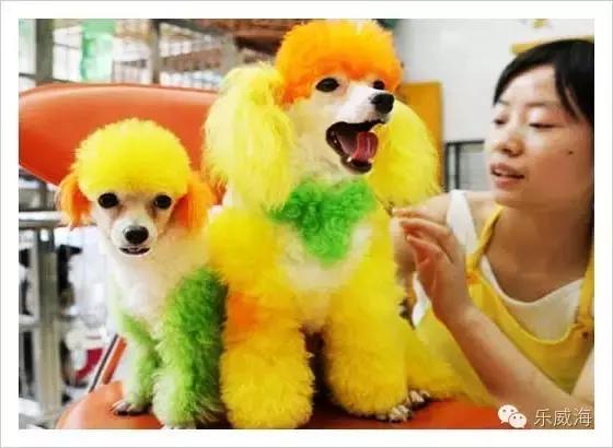 威海最全的宠物店汇总!喵奴汪主人还不速速收藏!