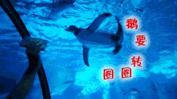 你以为他们在喂企鹅，其实他们在练腹肌