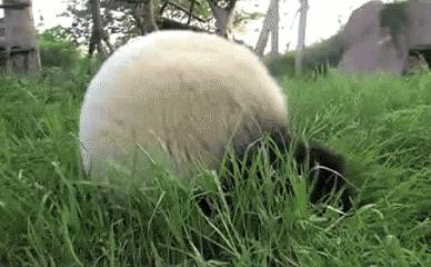 盘点萌死人不偿命的生物动图，看完也觉得自己萌萌哒