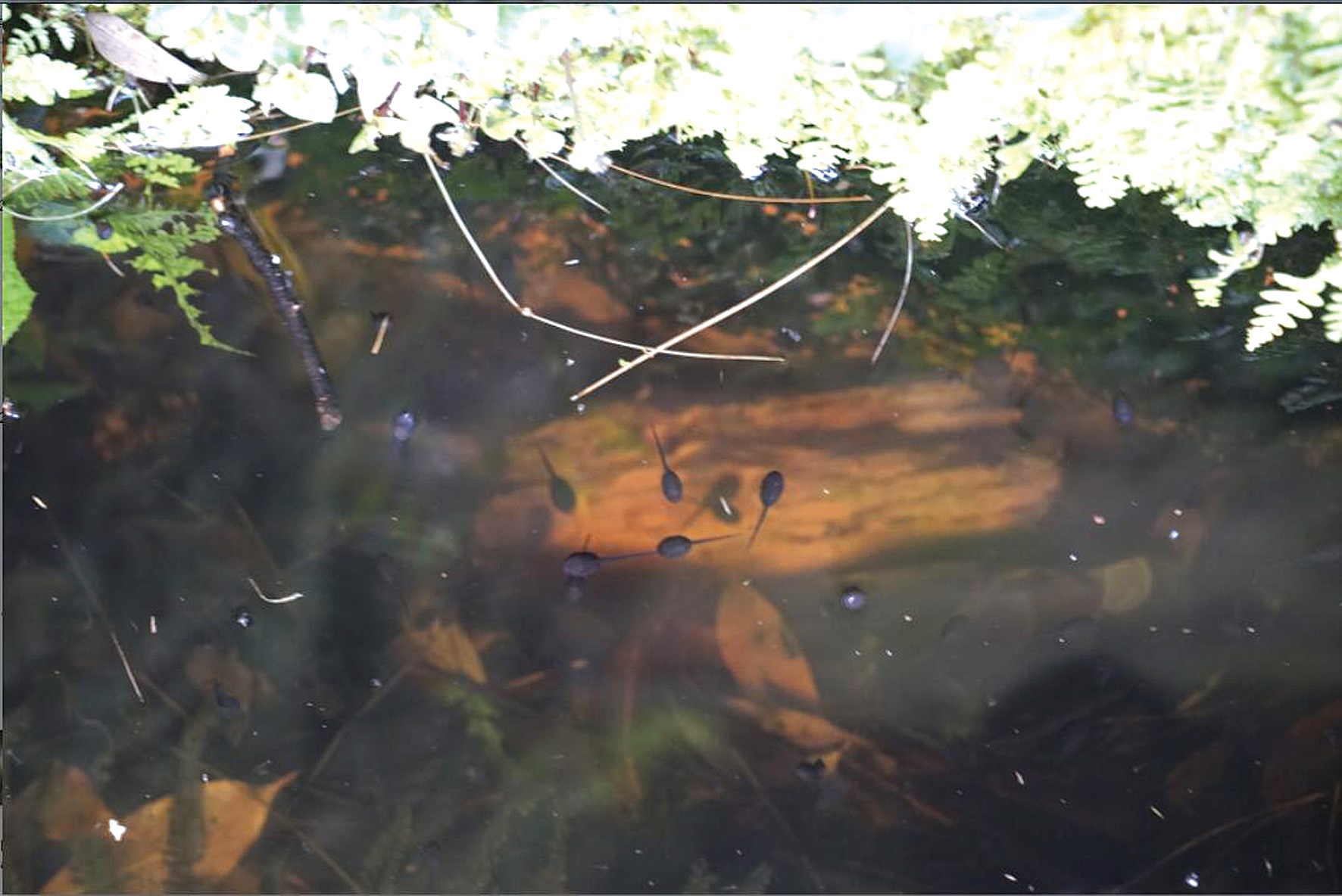 走进习水丛林七日跨界科考:水井里,神奇的“四季蝌蚪”