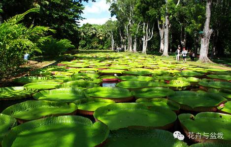 地球上那些奇异的花儿，特别的花送给特别的你