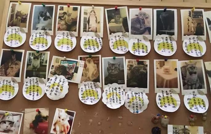 猫咪咖啡馆哪家最好,武汉有哪些猫咪咖啡厅