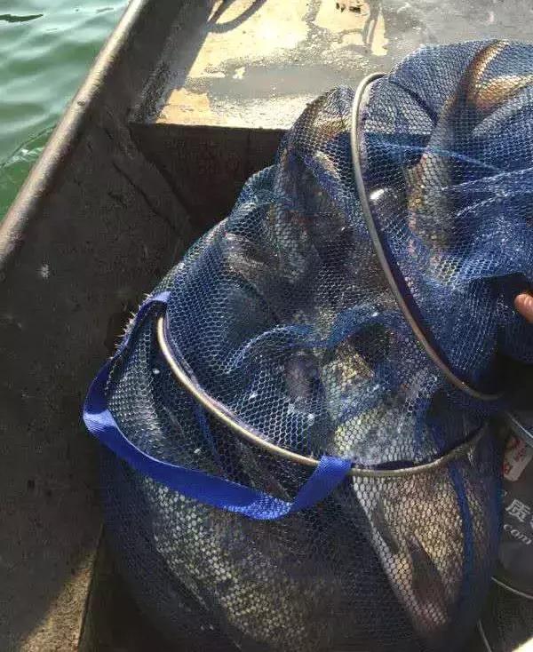 《渔获战报》黑坑之王在此，江湖没有之一