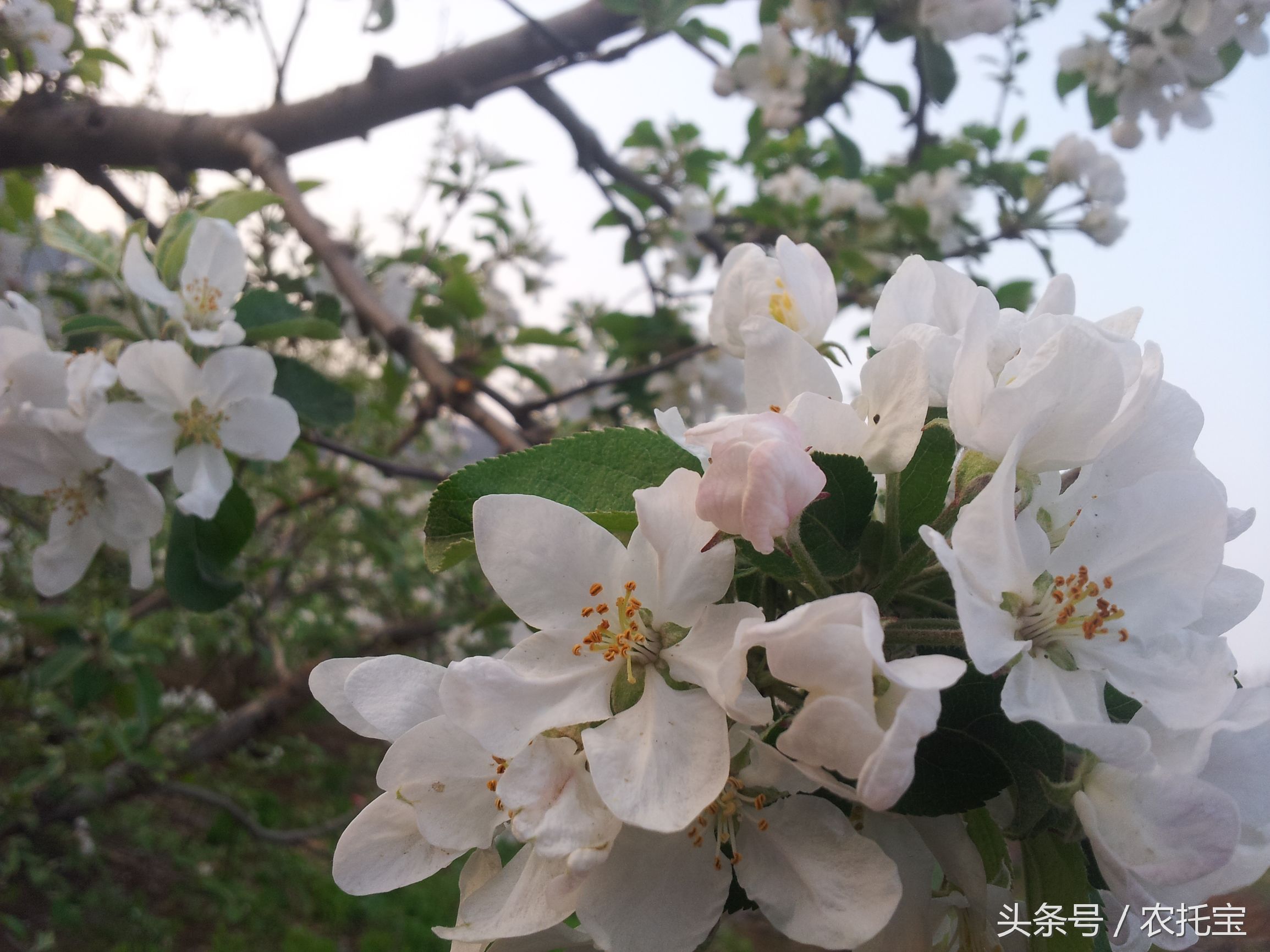 苹果产品百科知识一览表,苹果的基础知识有哪些