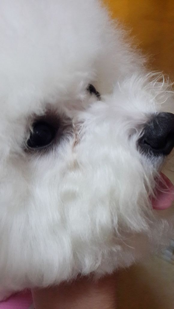 比熊怎么喂省钱,比熊自己做饭的健康食谱