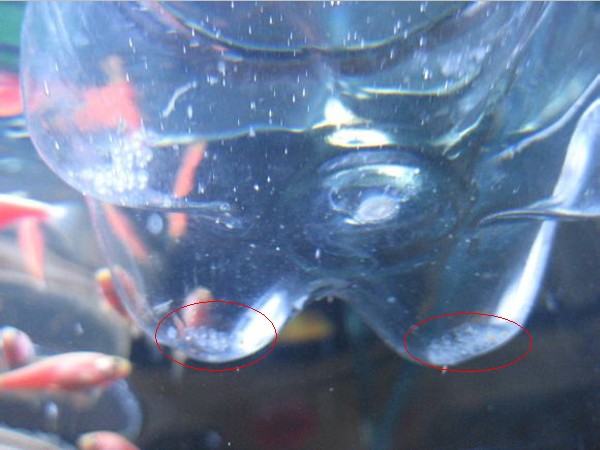 斑马鱼的养殖方法和注意事项,小观赏鱼斑马鱼怎么养好