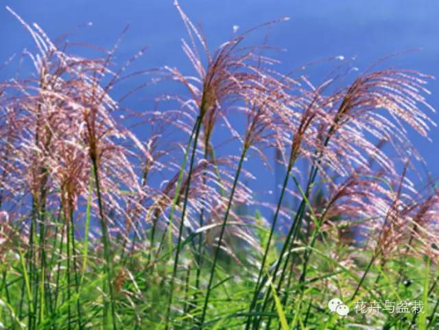 有什么独特小众又漂亮惊艳的花,这些花让人赏心悦目