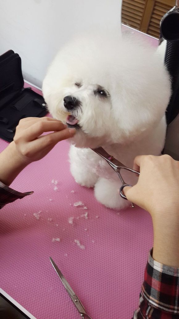 比熊怎么喂省钱,比熊自己做饭的健康食谱