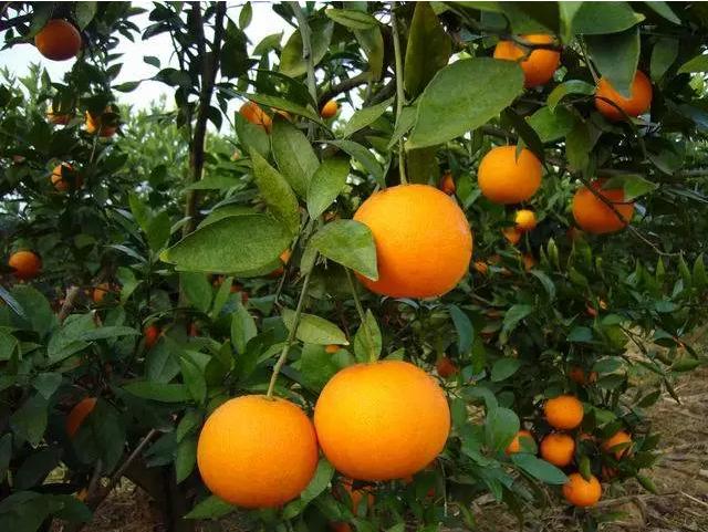 离金堂县150公里左右的景点,成都周边旅游景点大全金堂