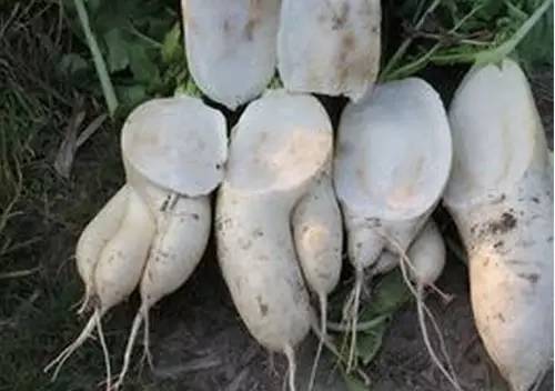 我种的萝卜分叉咋回事?怎么防治？