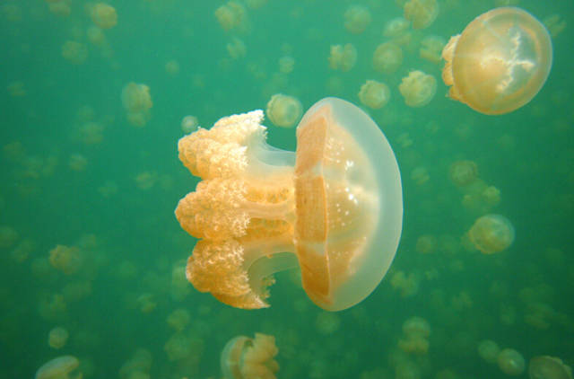 别去马代了，让我们到帕劳看看（帕劳旅游攻略）