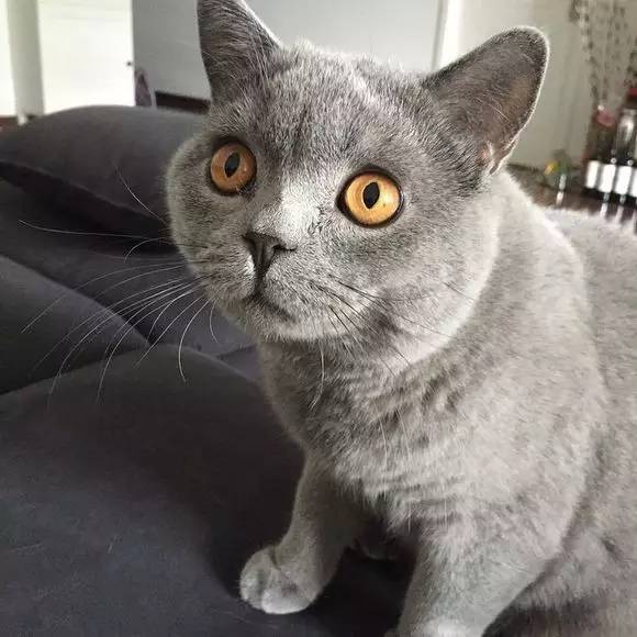 试驾最新款捷豹xfl,试驾捷豹xfl新车评网