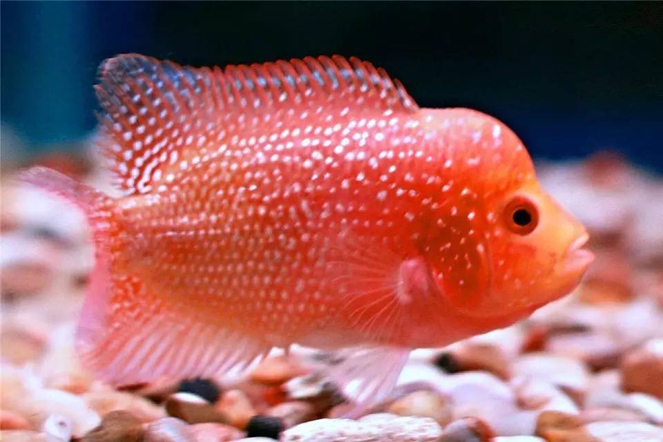 罗汉鱼常见病的防治方法,罗汉鱼预防内寄