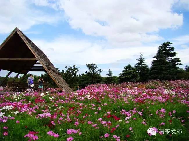 浦东的旅游攻略有哪些,浦东一日游免费景点有哪些