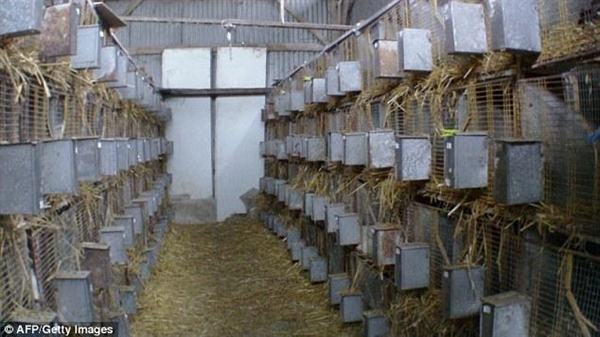 农场虐待小羊羔真实案件,农场虐待刚出生的动物