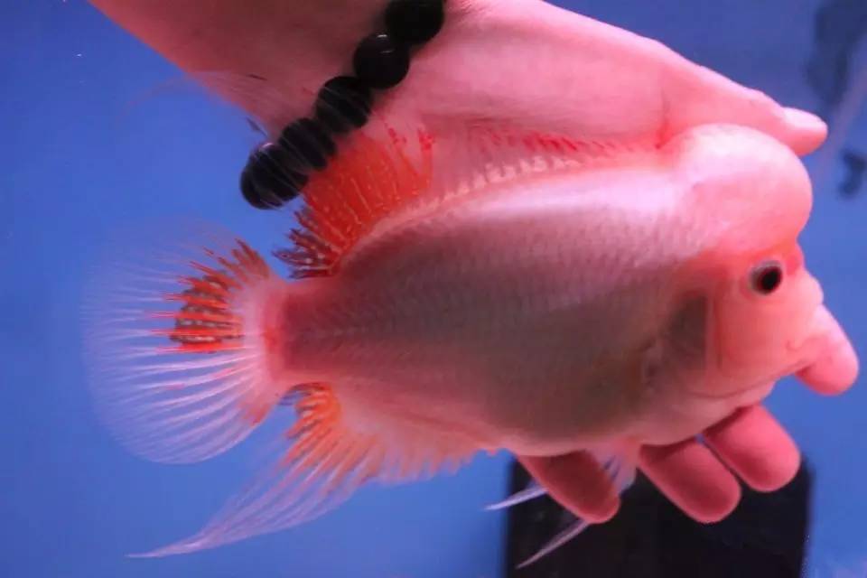 怎么养才能让罗汉鱼变色,养好罗汉鱼的6个技巧