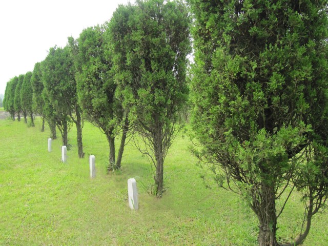 2024年寄存骨灰树葬最佳日期,辽宁树葬的手续怎么办理