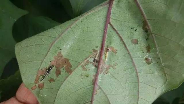 专家为夏季农作物病虫害防治支招,病虫害植保大讲堂